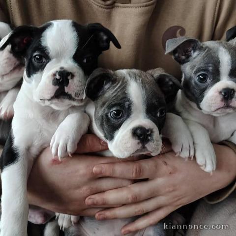 Adoption chiot Boston terrier mâle et femelle 