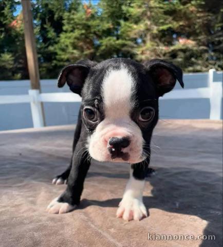chiots boston terrier mâle a donner 
