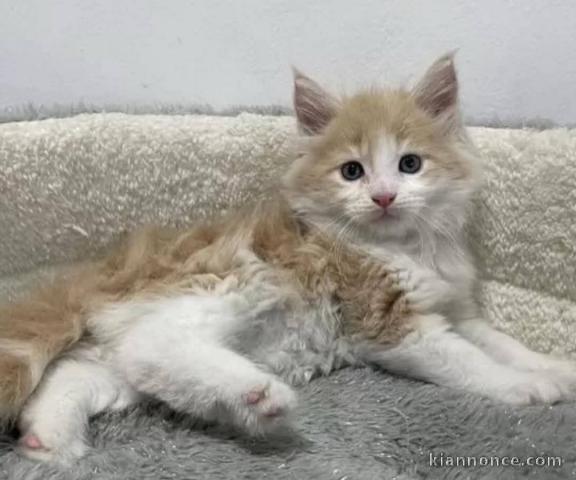 Chaton a donner contre bon soin 