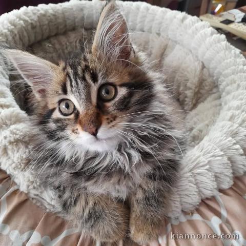 Bébé chaton dispo de suite 