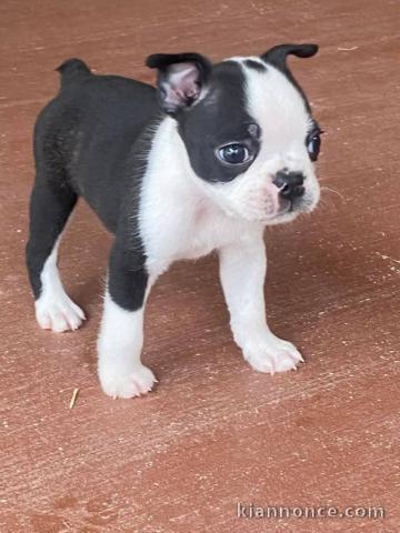 chiot Boston terrier mâle a donner 