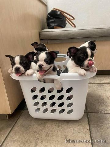Dons chiot Boston terrier disponible 