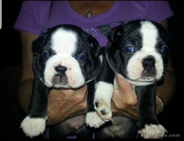 Chiot Boston terrier mâle a donner 