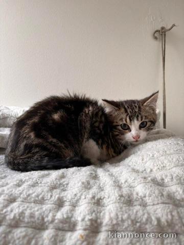 Chaton disponible à adopter 