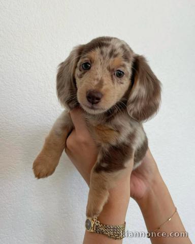 chiots teckel nain alerquin a donner 