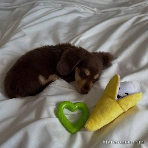 chiots teckel nain contre bon soin 