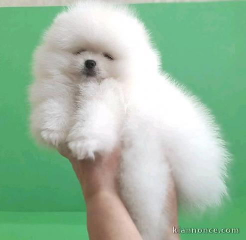 chiots spitz allemand race pure à adopter 