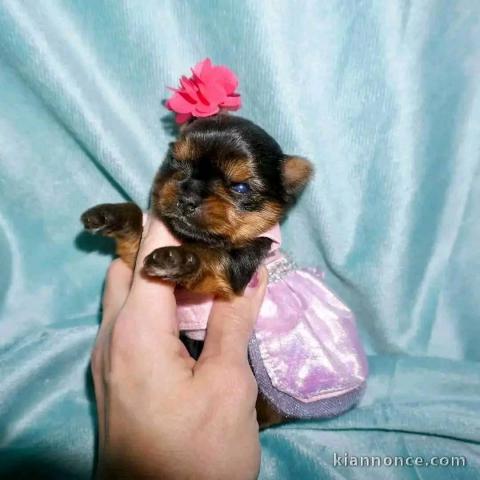 chiots Yorkshire femelle a donner 