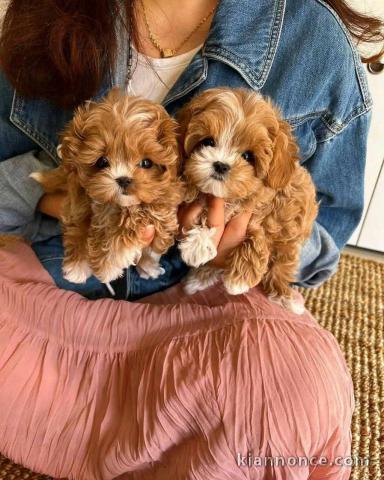 chiots cockapoo pour adoption 