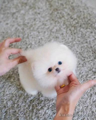 Bébé chiot spitz nain poméranie disponibles 