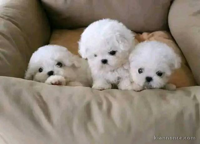 chiots a donner contre bon soin 