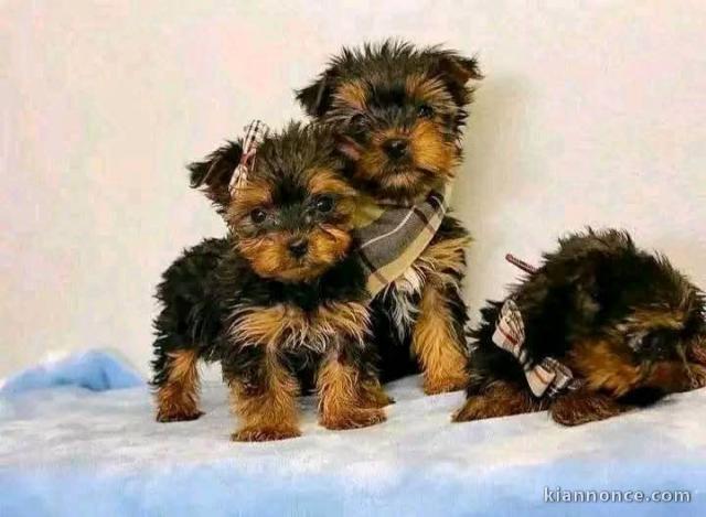 chiots Yorkshire terrier disponible pour adoption 