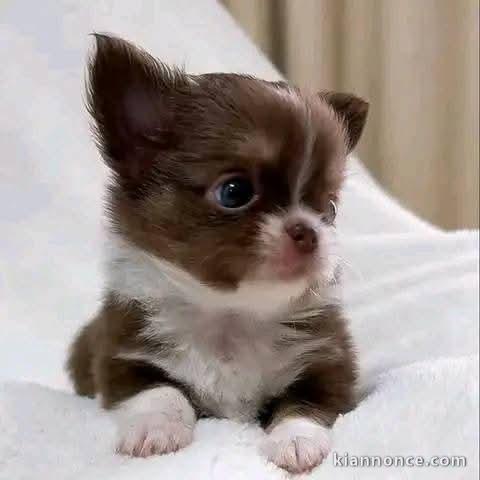 chiot chihuahua femelle a donner 