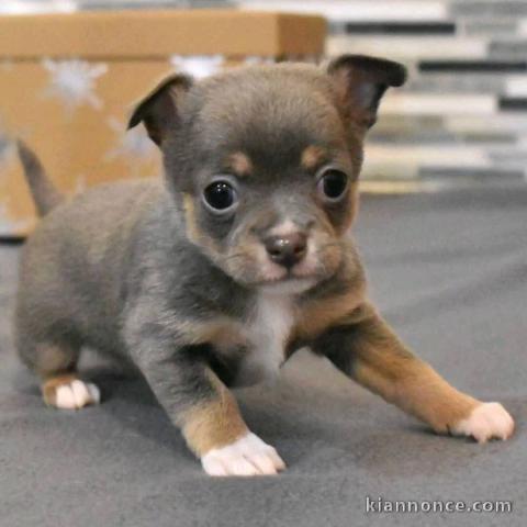 chiots chihuahua à adopter 