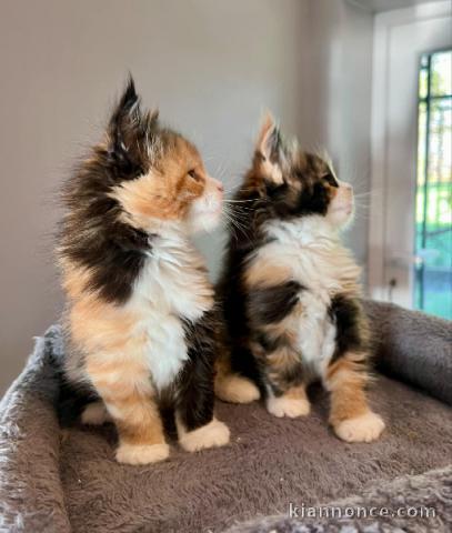Adoption chatons maine coon disponible 