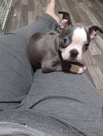 chiot Boston terrier mâle a donner 