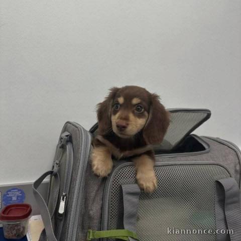 Bébé chiot Teckel à adopter 