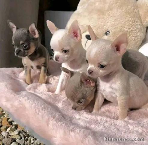 chiots chihuahua à adopter 