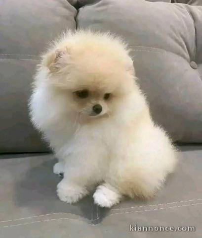 chiots spitz nain disponible 