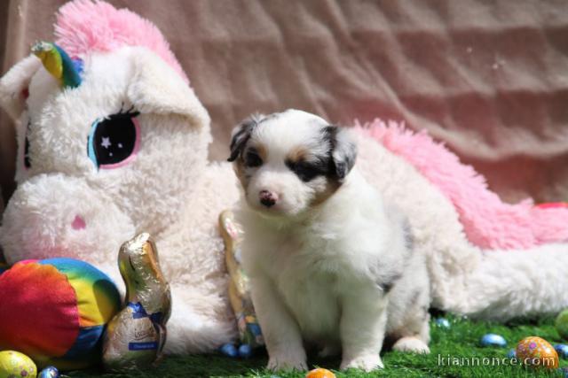 chiots berger australien disponible pour adoption 