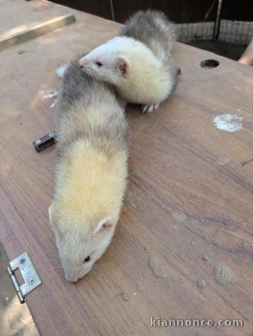 Furet à donner disponible 