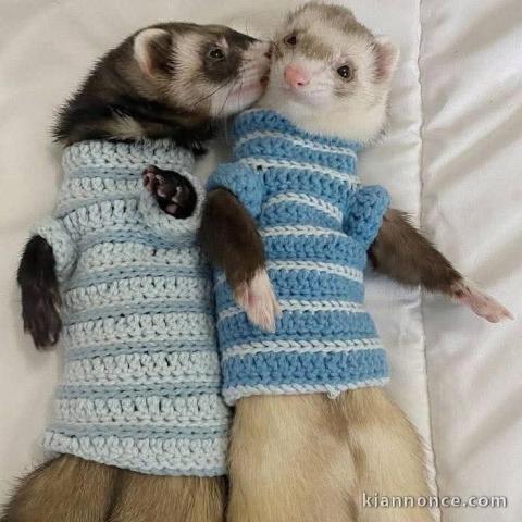 Bébé furets disponible pour adoption 