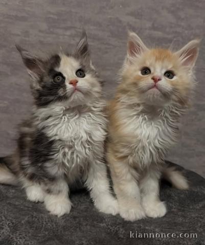 chaton Maine coon à adopter 