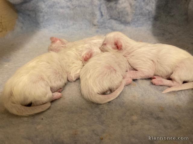 Chaton sacré brimanie a donner 