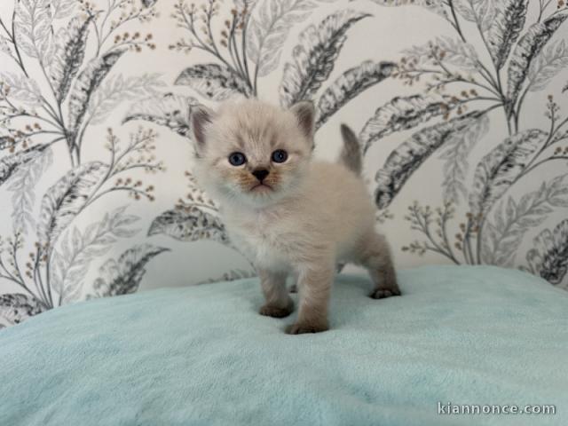 Chaton sibérien disponible 