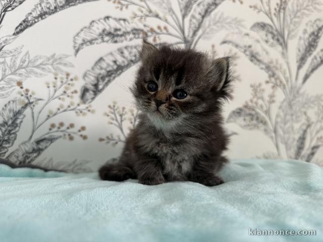 Bébé chaton sibérien disponible 