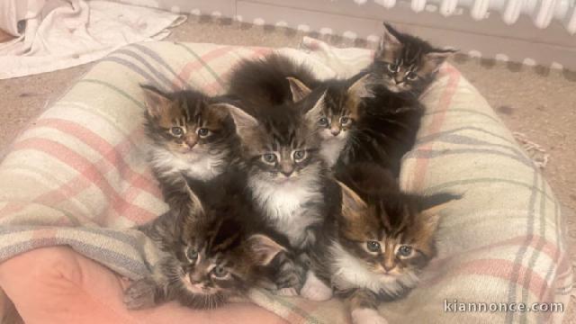 chaton Maine coon adorable disponible 