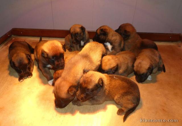 chiots berger belge lof disponible 