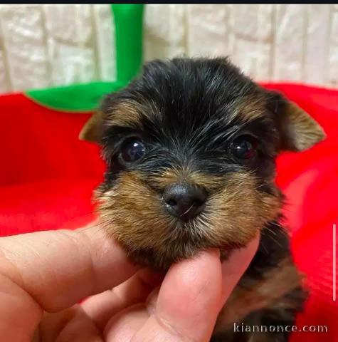 chiots Yorkshire femelle a donner 