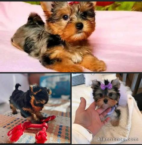 Bébé chiot Yorkshire 