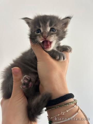 Bébé chaton Maine coon adorable 