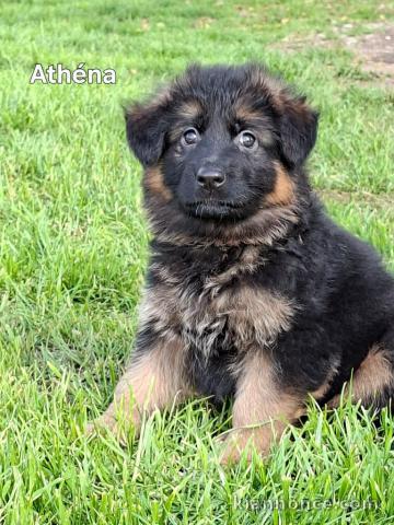 Adorable chiot berger allemand à adopter 