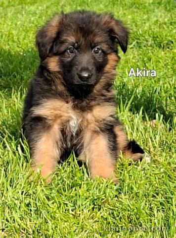 magnifique chiot berger allemand lof 