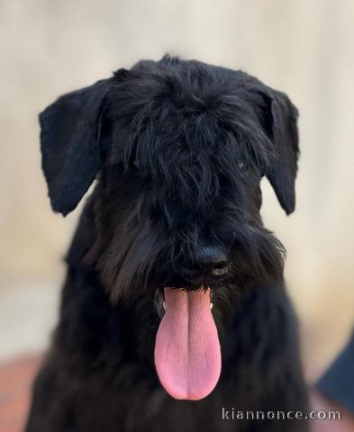 Chiots Schnauzer Nain Noirs
