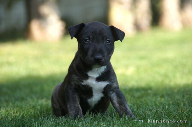 Chiots Bull Terrier Miniature pour adoption 