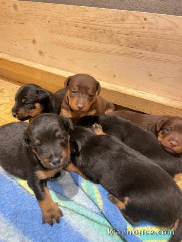 Chiots Terrier de chasse allemand à adopter 