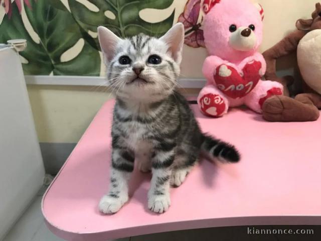 Bébé chaton Bengal disponible 