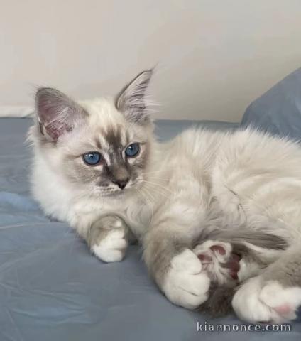 Adorable chaton sacré brimanie a donner 