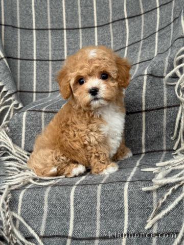 Adoption chiot cockapoo mâle 