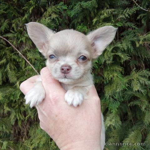 chiots chihuahua mâle a donner 