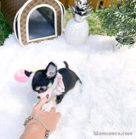 chiots chihuahua femelle a donner 