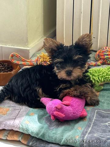 chiot Yorkshire à adopter 