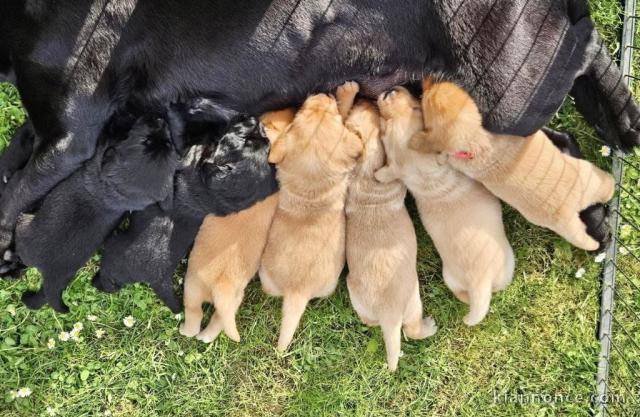 Bébé labrador disponible pour adoption 