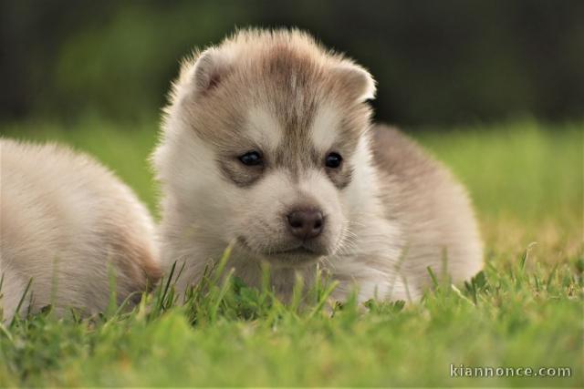 chiots sibérien husky a donner 