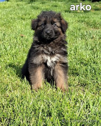 Adoption chiot berger allemand 