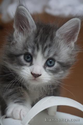 chaton Maine coon mâle a donner 